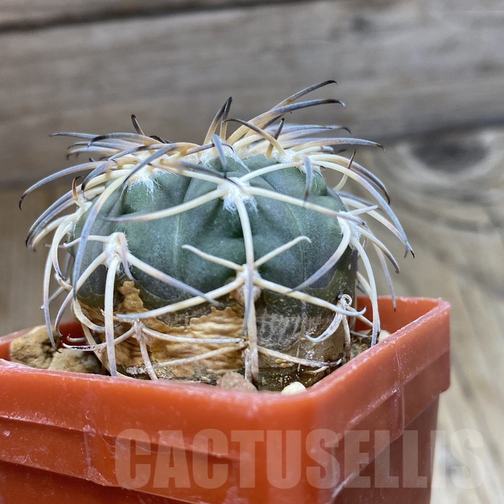 SHPR42425 Gymnocalycium spegazzinii MT 07-286 - Зображення 2
