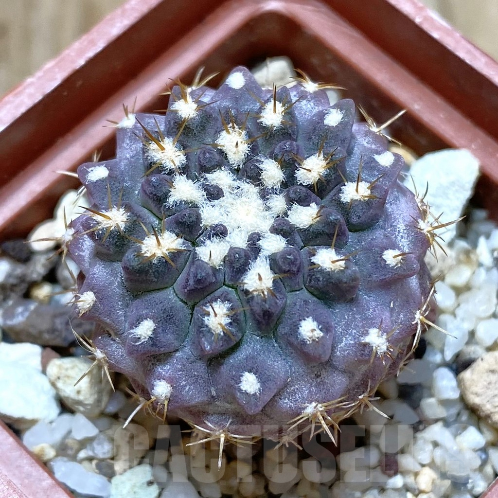 SHPR42426 Pyrrhocactus deherdtiana AW 236