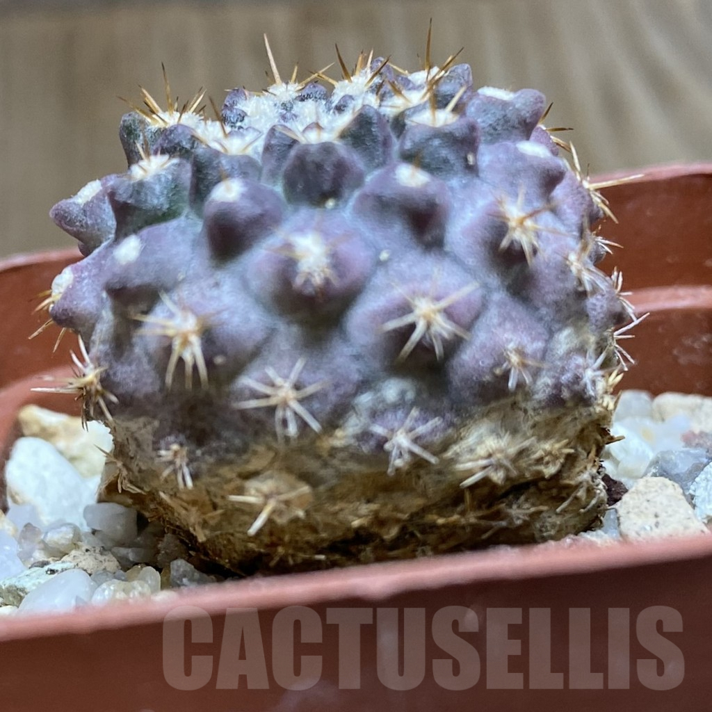 SHPR42426 Pyrrhocactus deherdtiana AW 236 – Image 2