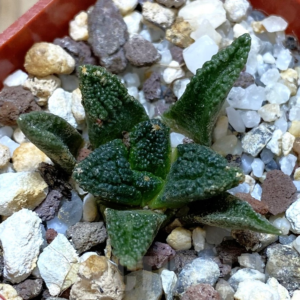 SHPR42389 Ariocarpus bravoanus