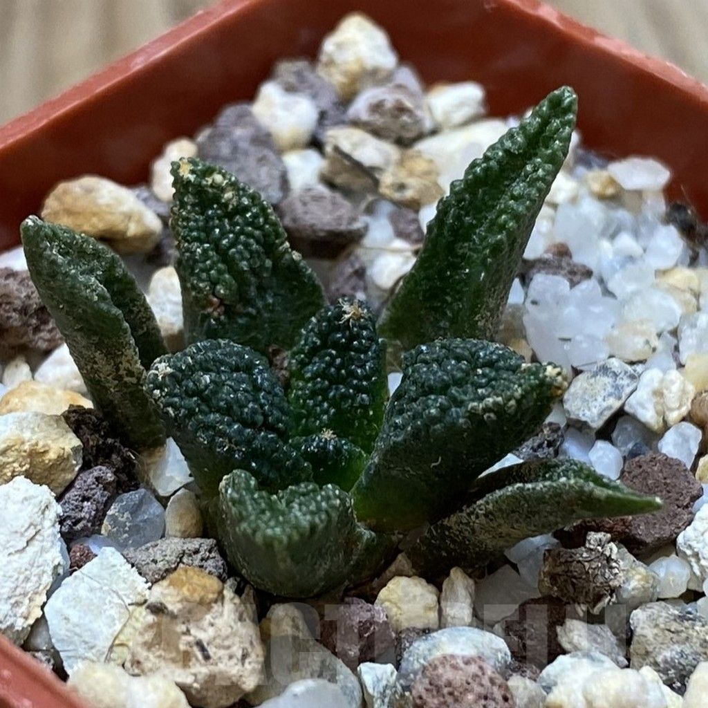 SHPR42389 Ariocarpus bravoanus – Bild 2