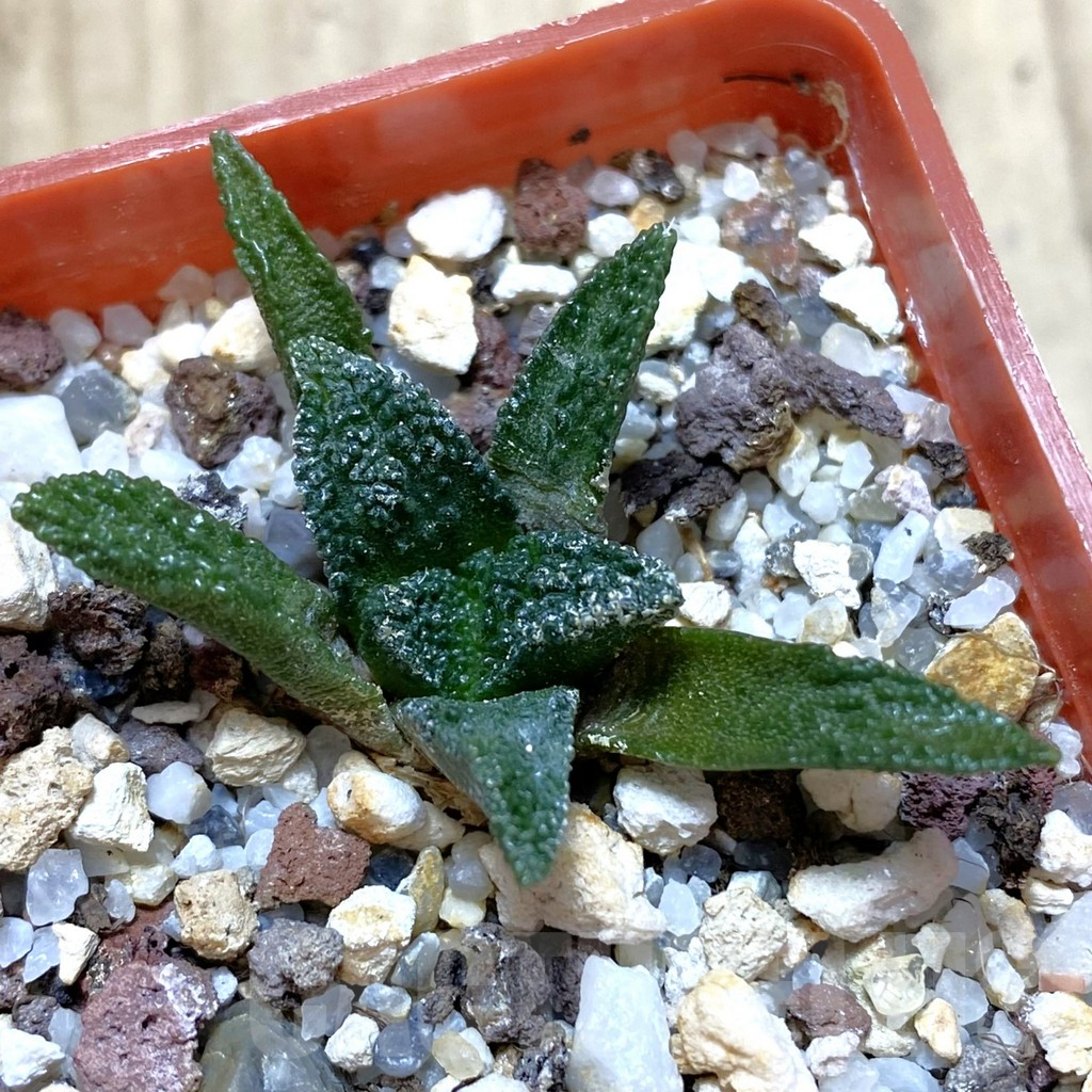 SHPR42390 Ariocarpus bravoanus