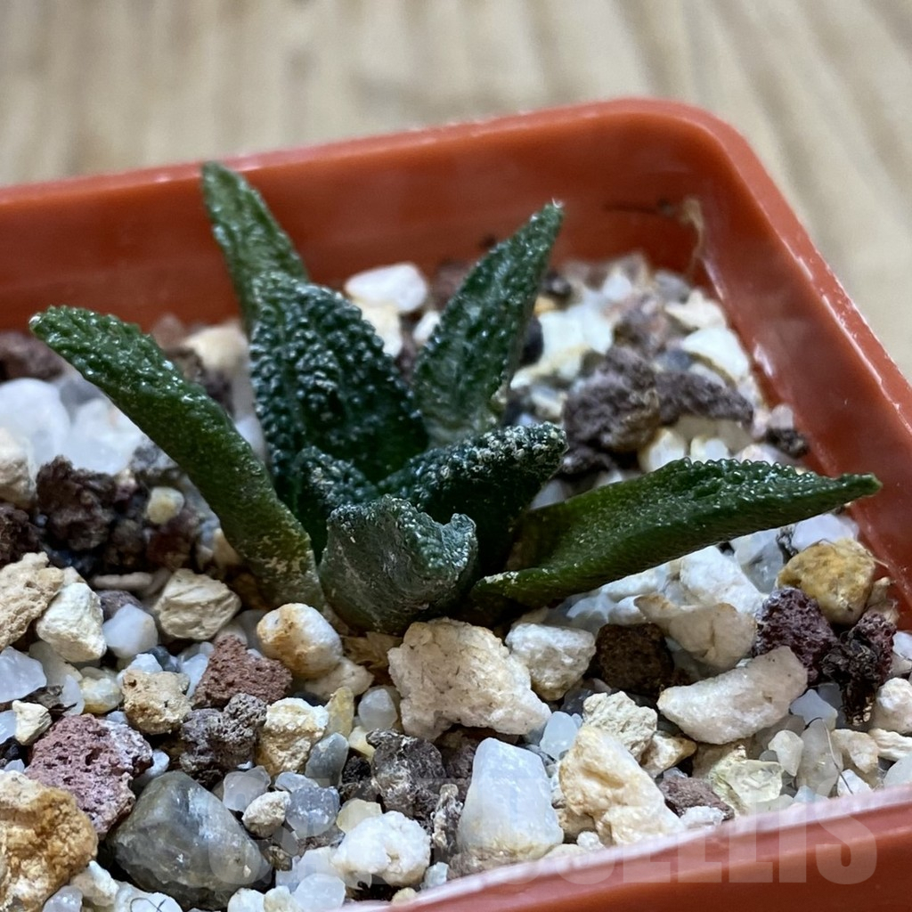 SHPR42390 Ariocarpus bravoanus - immagine 2