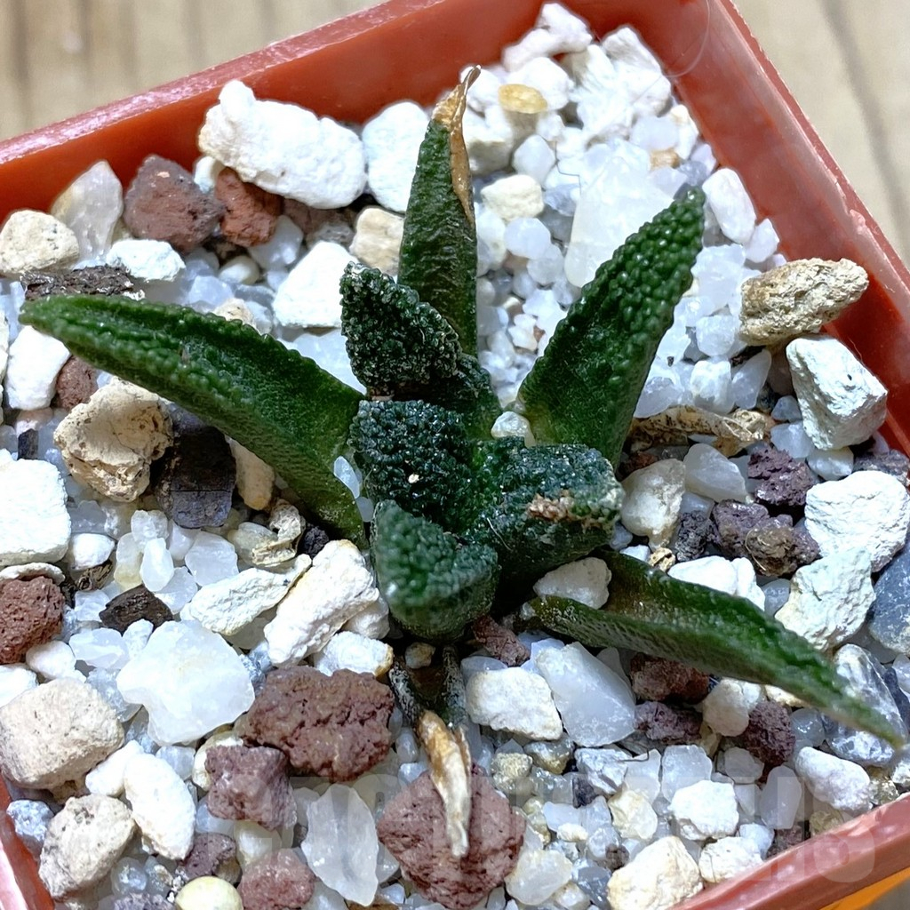 SHPR42391 Ariocarpus bravoanus