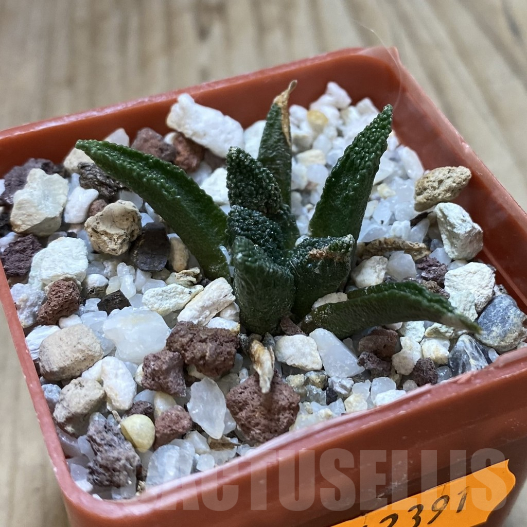 SHPR42391 Ariocarpus bravoanus - Image 2