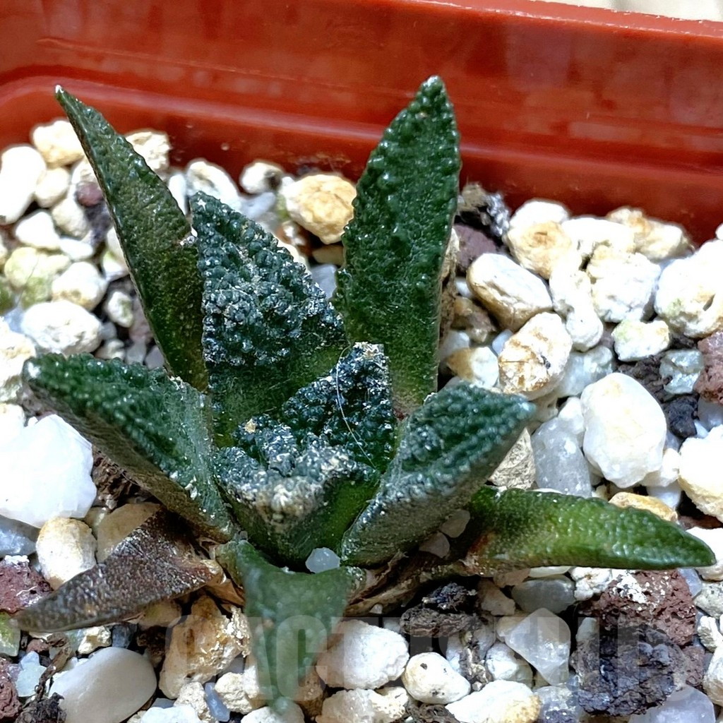 SHPR42392 Ariocarpus bravoanus