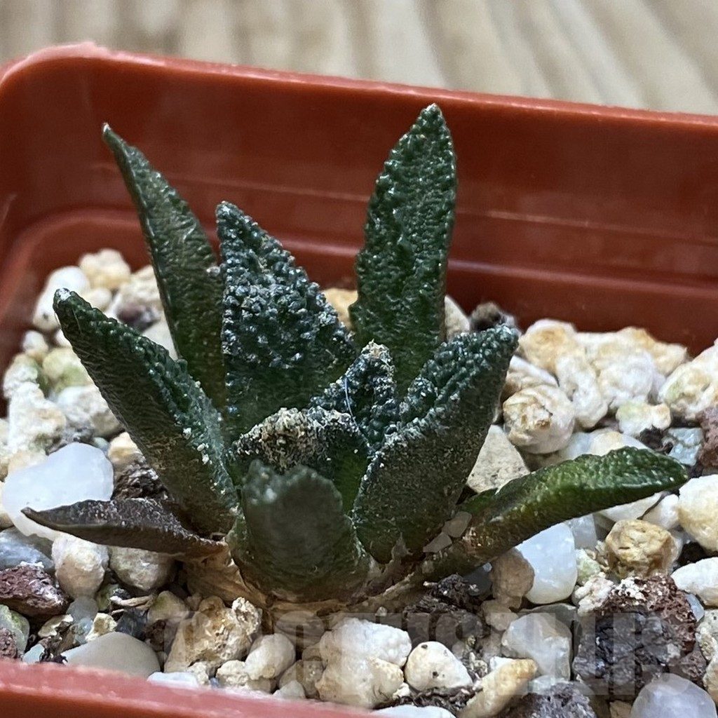SHPR42392 Ariocarpus bravoanus - immagine 2