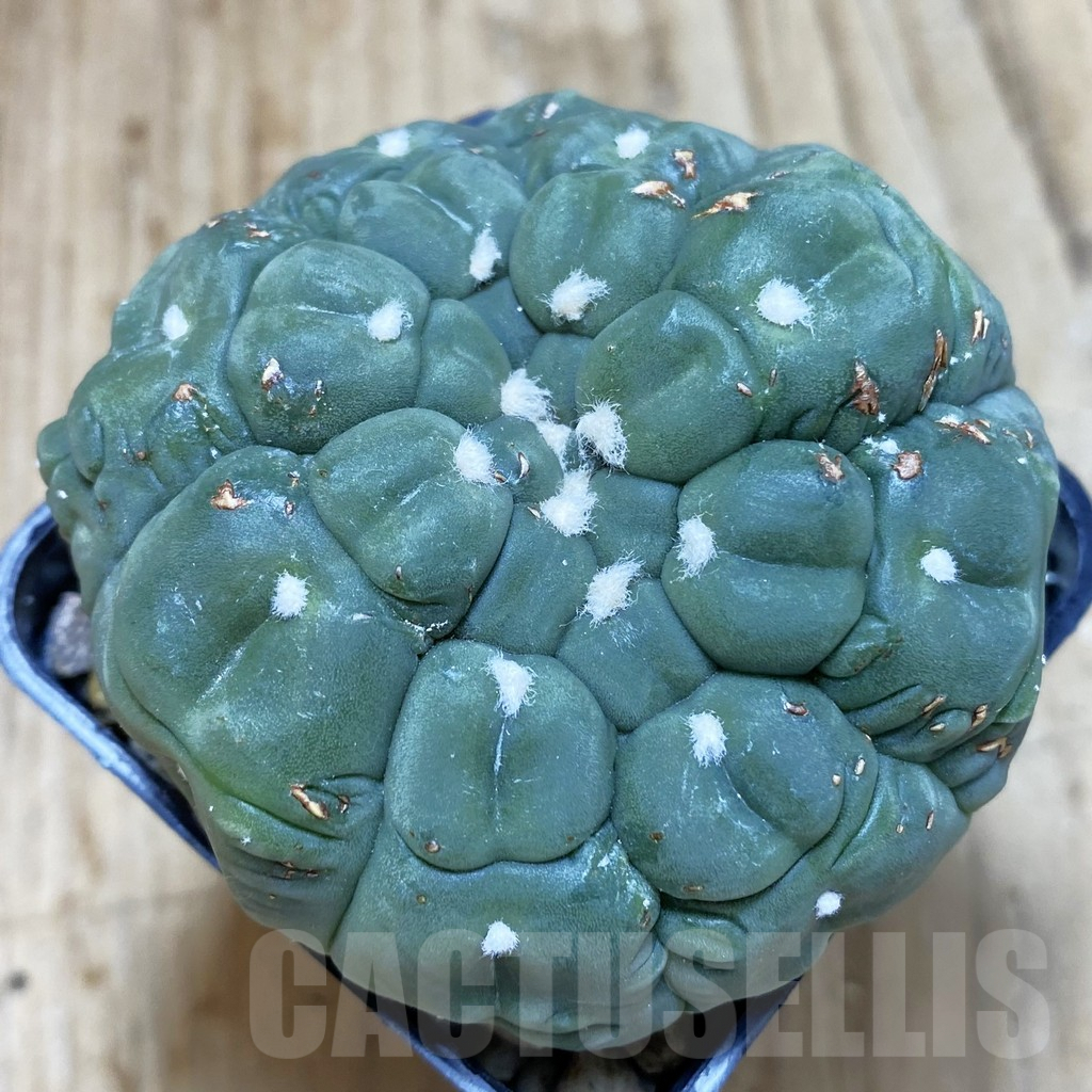 SHPR42394 Astrophytum asterias ‘Kikko Lizard Skin’