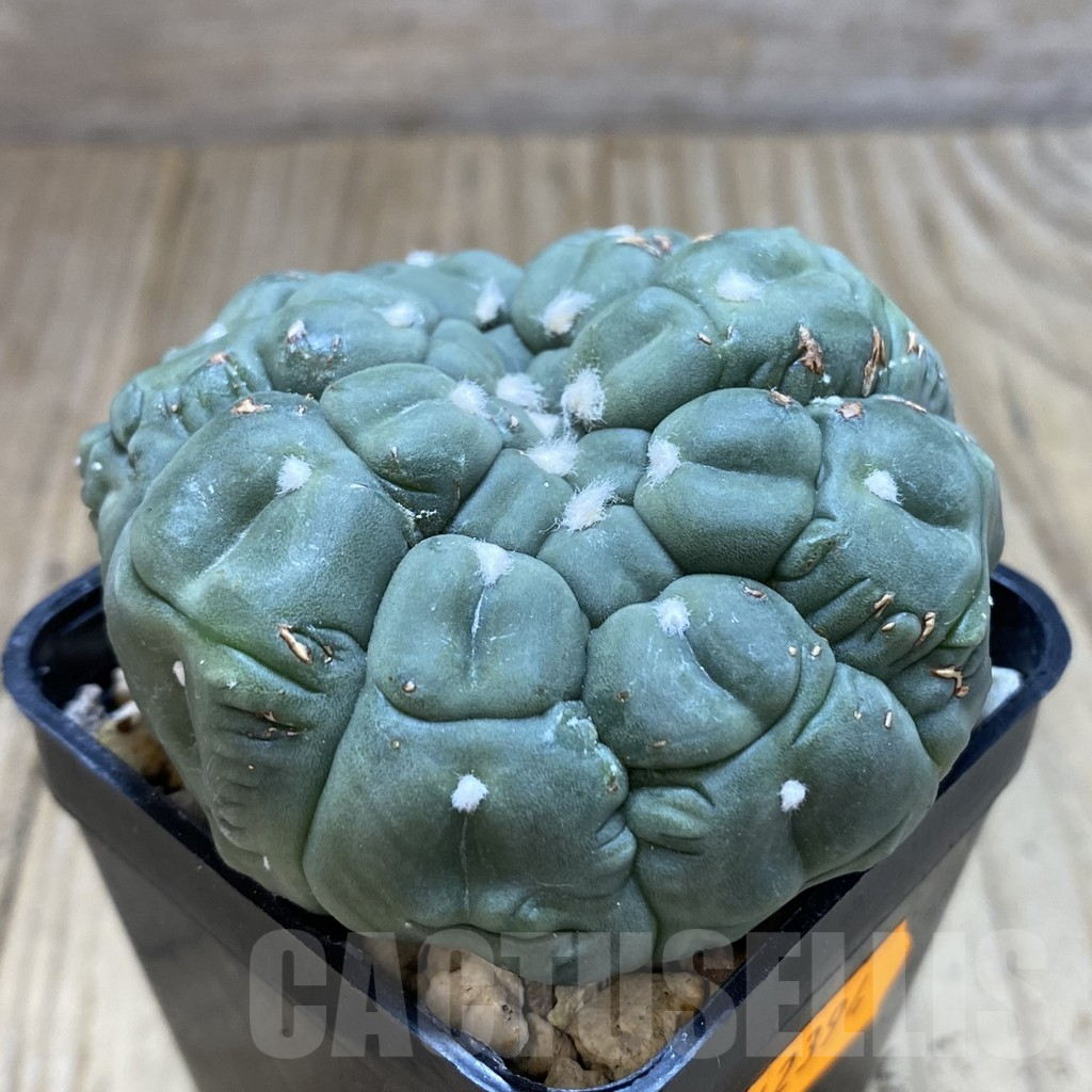 SHPR42394 Astrophytum asterias ‘Kikko Lizard Skin’ - Image 2