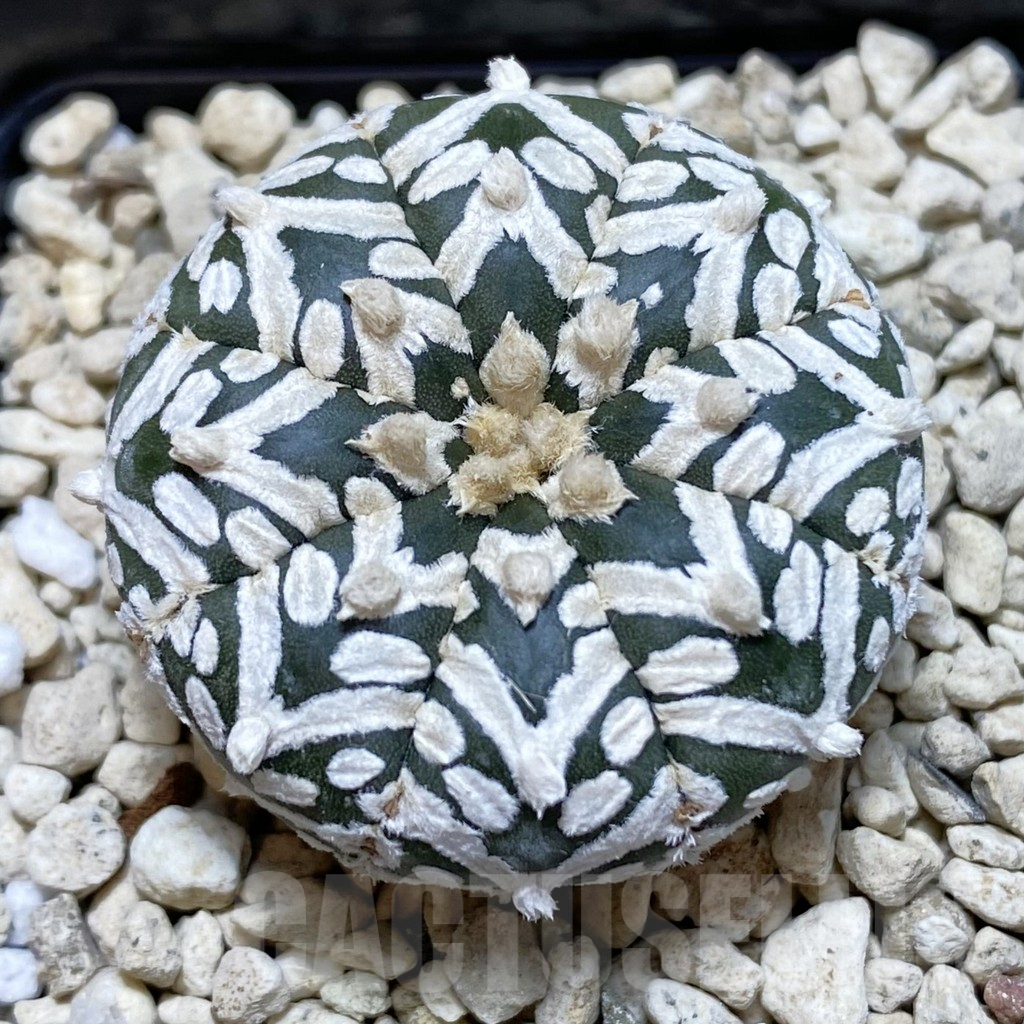 SHPR42395 Astrophytum asterias ‘Super Kabuto’ V-type