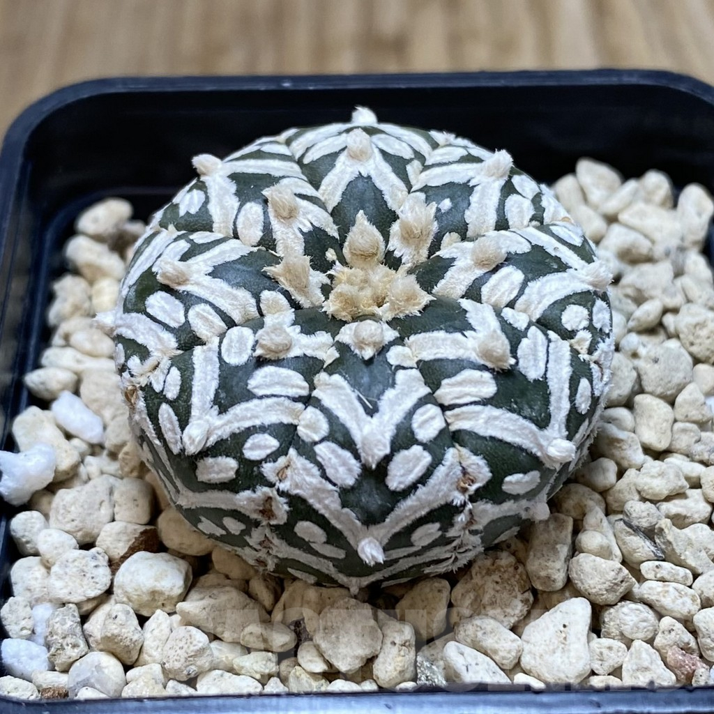 SHPR42395 Astrophytum asterias ‘Super Kabuto’ V-type - Image 2