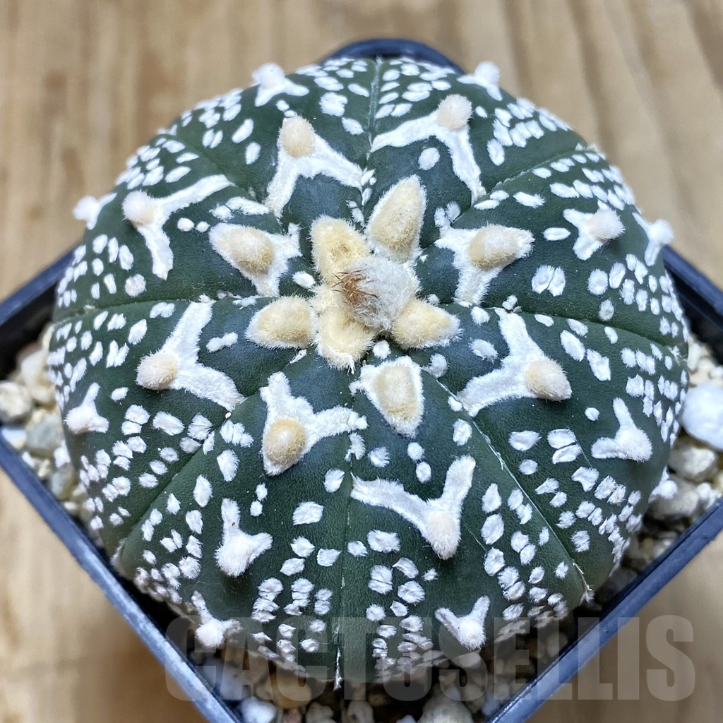 SHPR42396 Astrophytum asterias ‘Super Kabuto’ V-type f. nudum