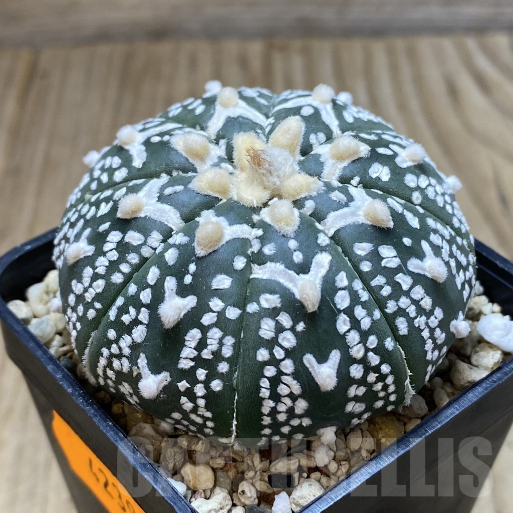 SHPR42396 Astrophytum asterias ‘Super Kabuto’ V-type f. nudum - 画像 (2)