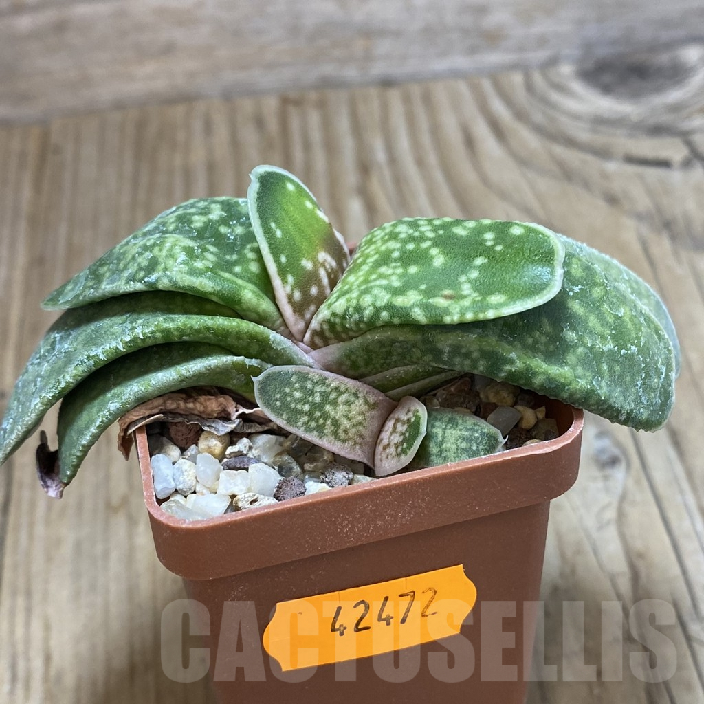 SHPR42472 Gasteria hybrid - Imagen 3