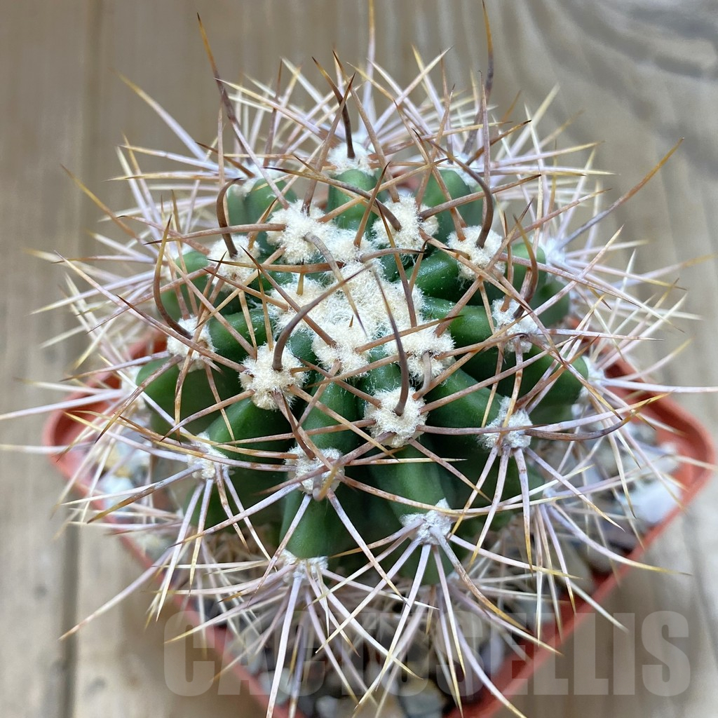 SHPR42501 Echinopsis leucantha KLA 538
