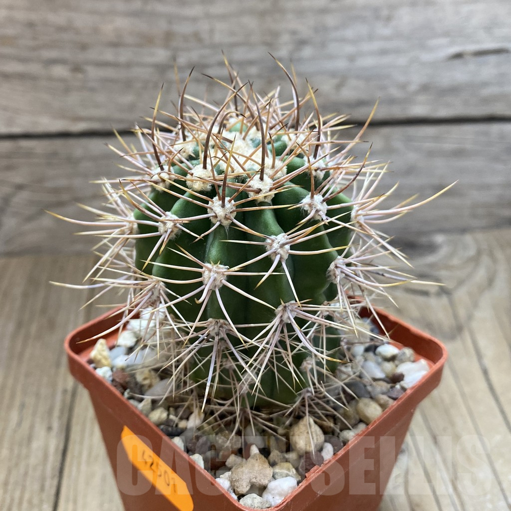 SHPR42501 Echinopsis leucantha KLA 538 - Image 2