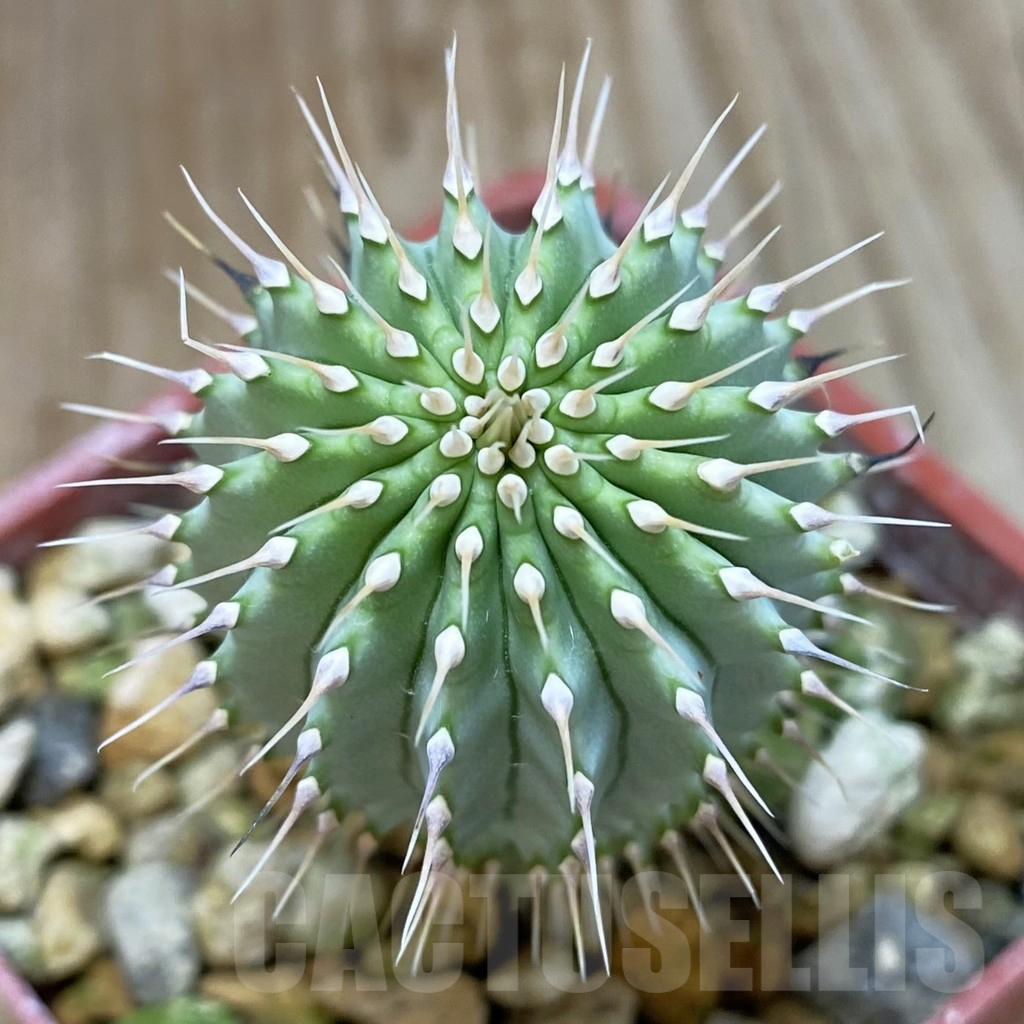 SHPR42503 Hoodia gordonii