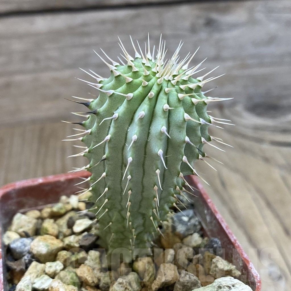 SHPR42503 Hoodia gordonii - Image 2