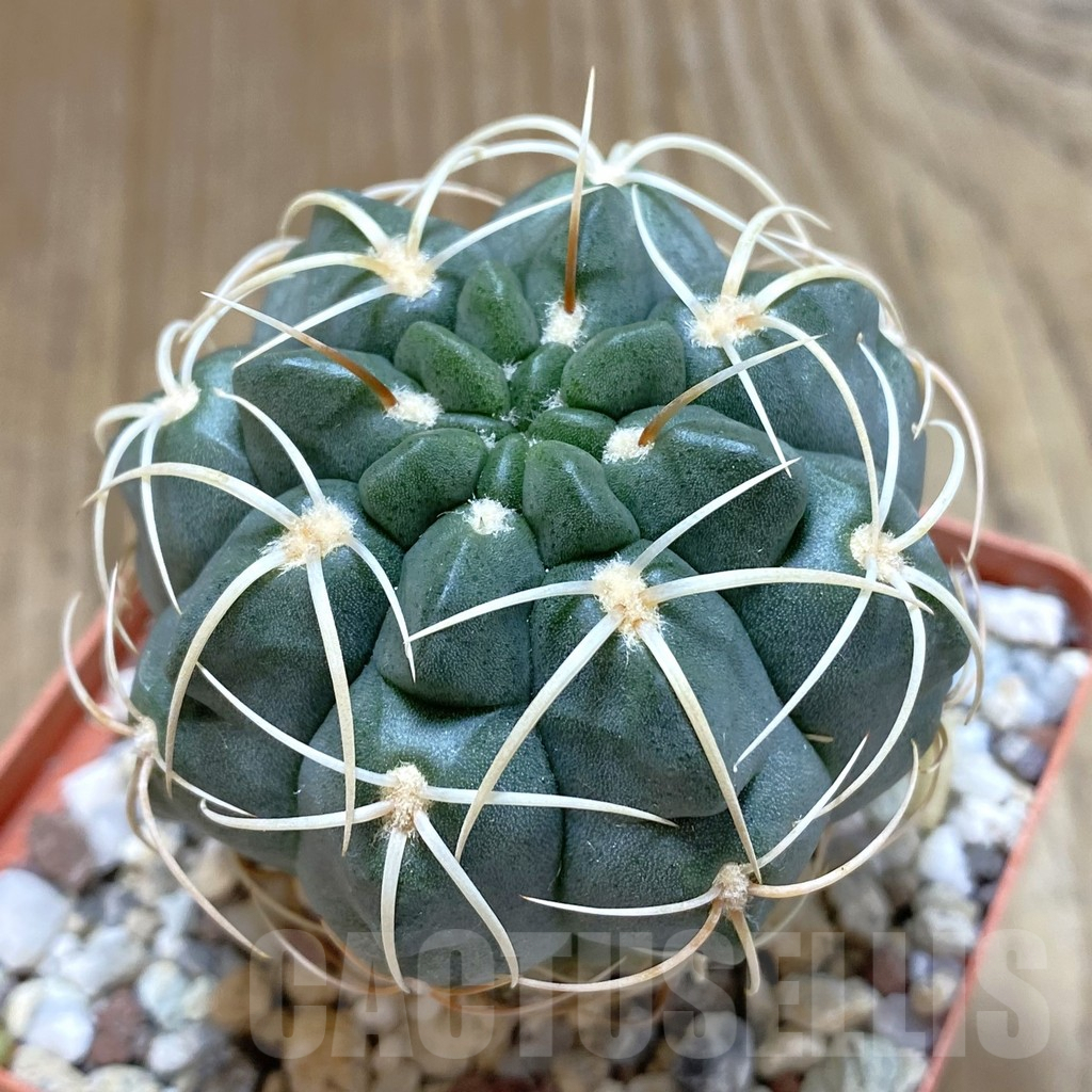SHPR42504 Gymnocalycium ritterianum