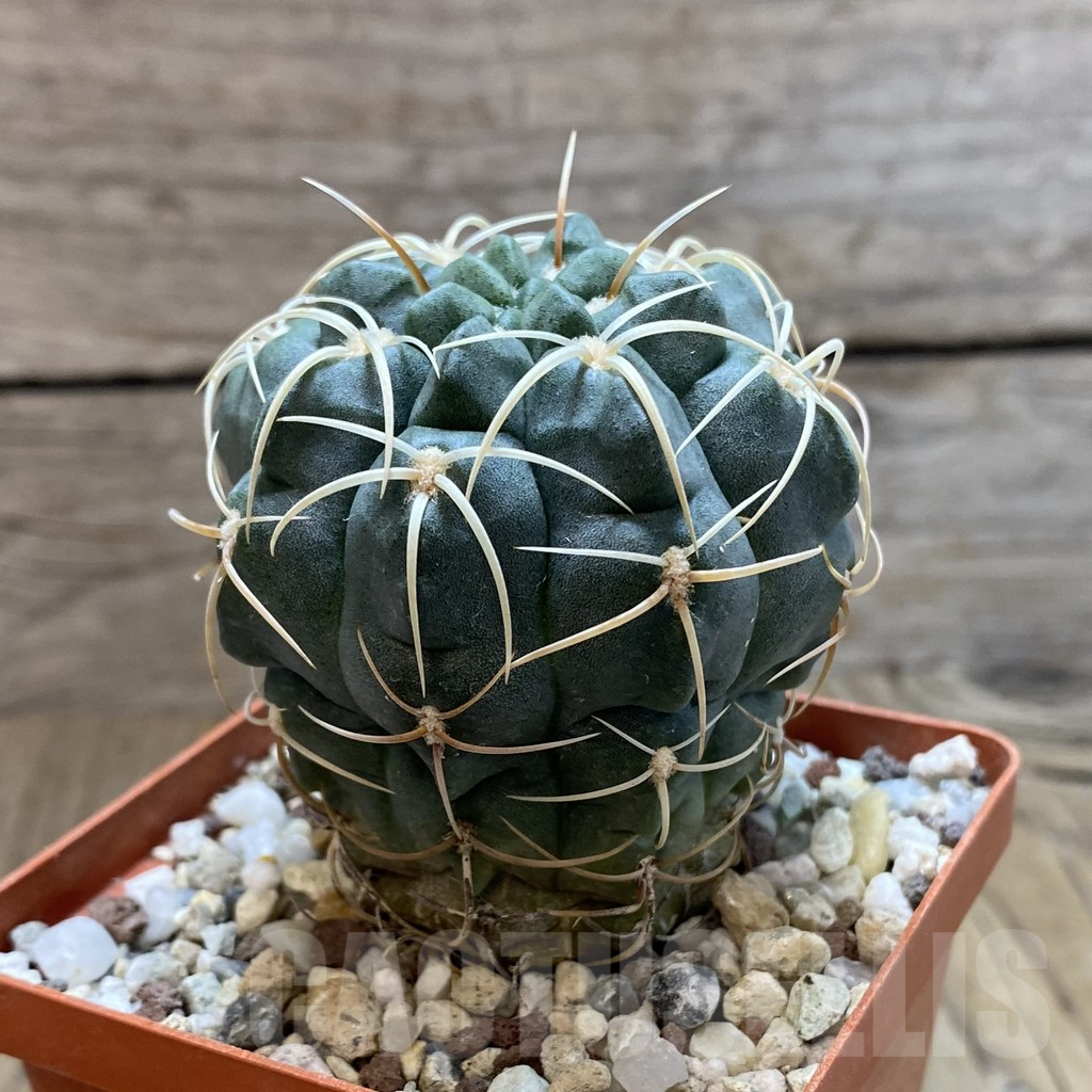 SHPR42504 Gymnocalycium ritterianum - Зображення 2