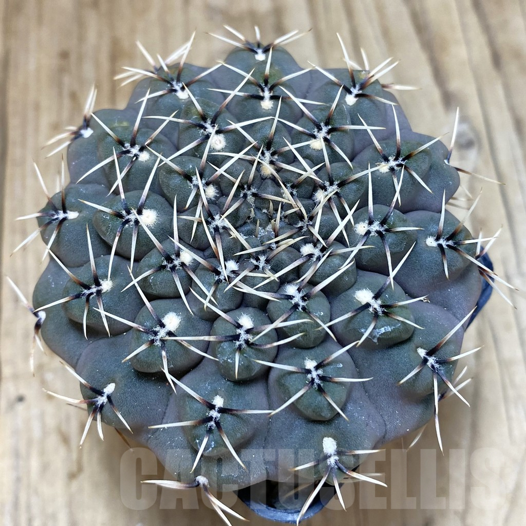 SHPR42505 Gymnocalycium obductum, old 10 years