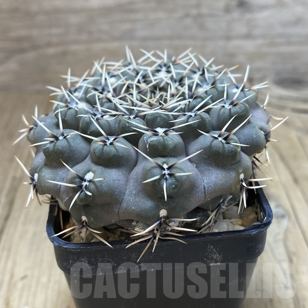 SHPR42505 Gymnocalycium obductum, old 10 years - Imagen 2