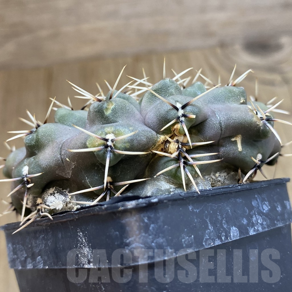 SHPR42505 Gymnocalycium obductum, old 10 years - Imagen 3