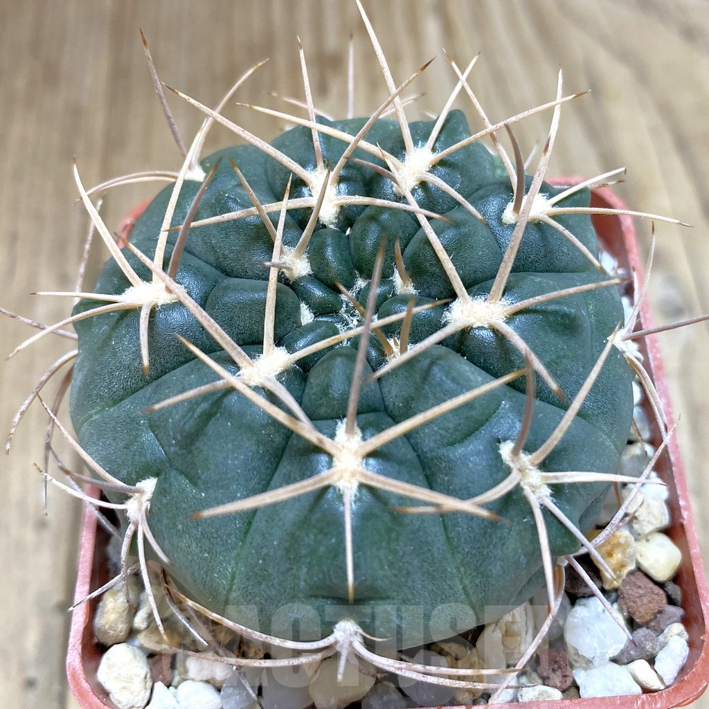 SHPR42506 Gymnocalycium rhodantherum