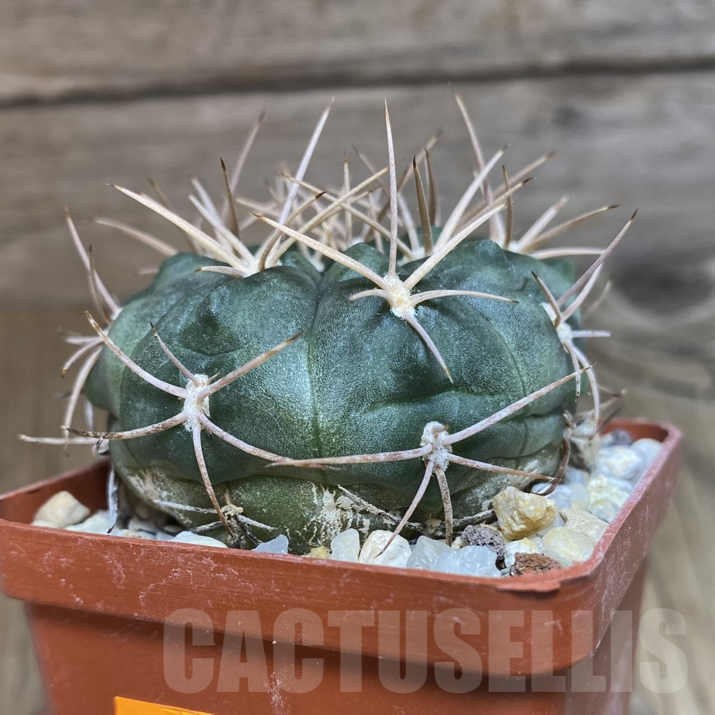 SHPR42506 Gymnocalycium rhodantherum - Image 2