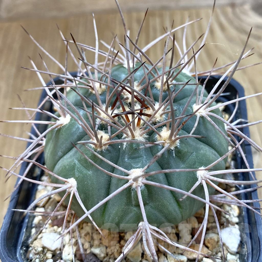 SHPR42507 Gymnocalycium mazanense v. ferox