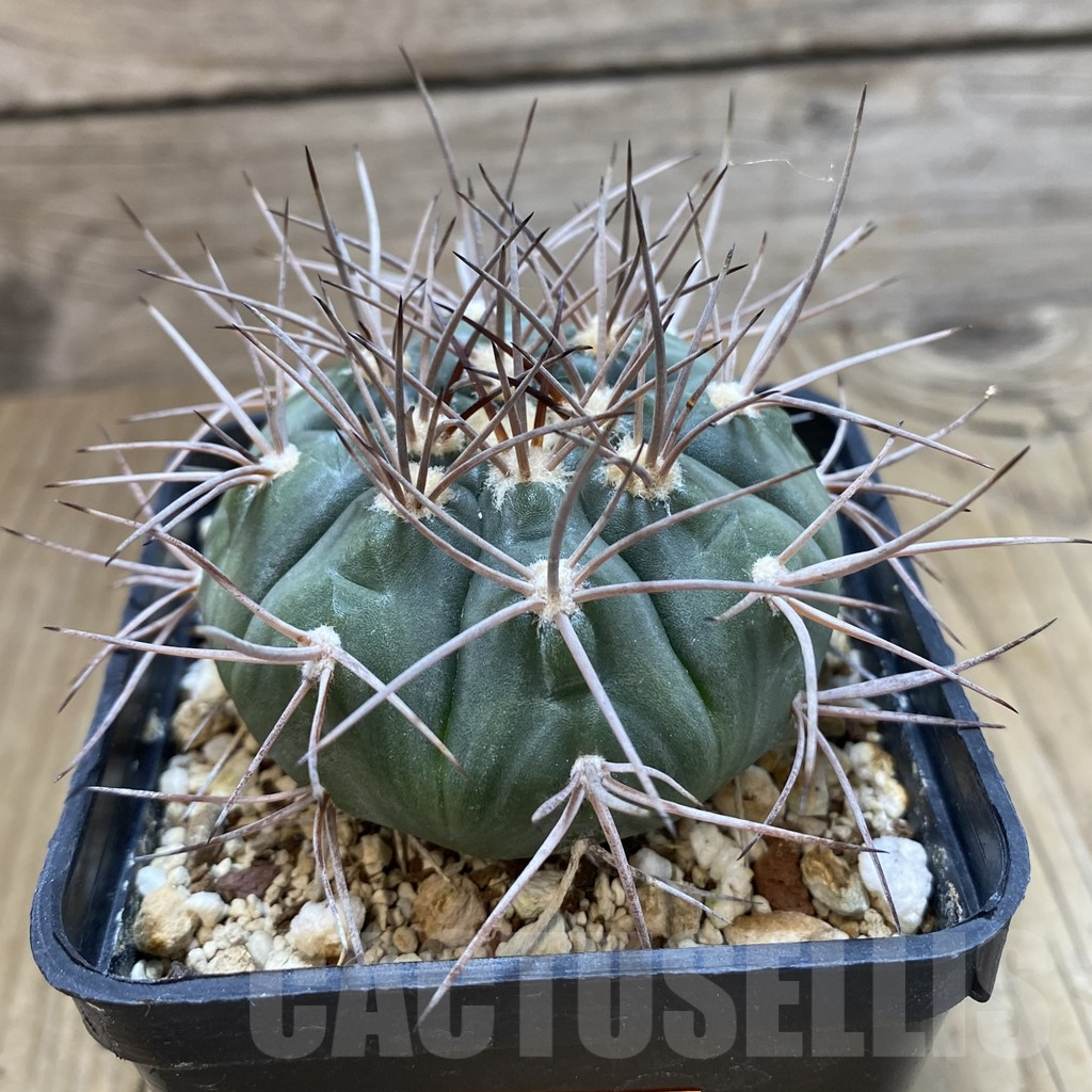 SHPR42507 Gymnocalycium mazanense v. ferox - immagine 2