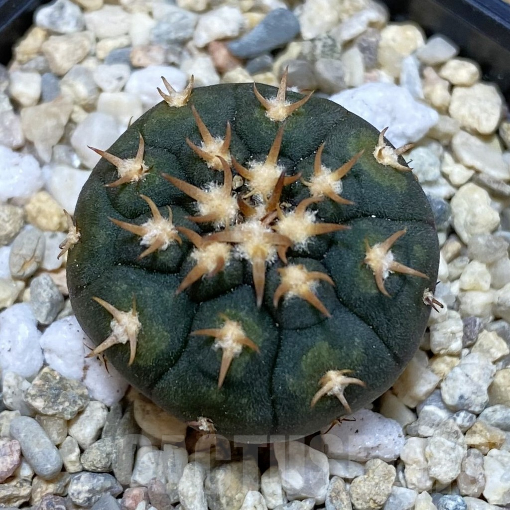 SHPR42511 Gymnocalycium spegazzinii v. unguispinum SL 443