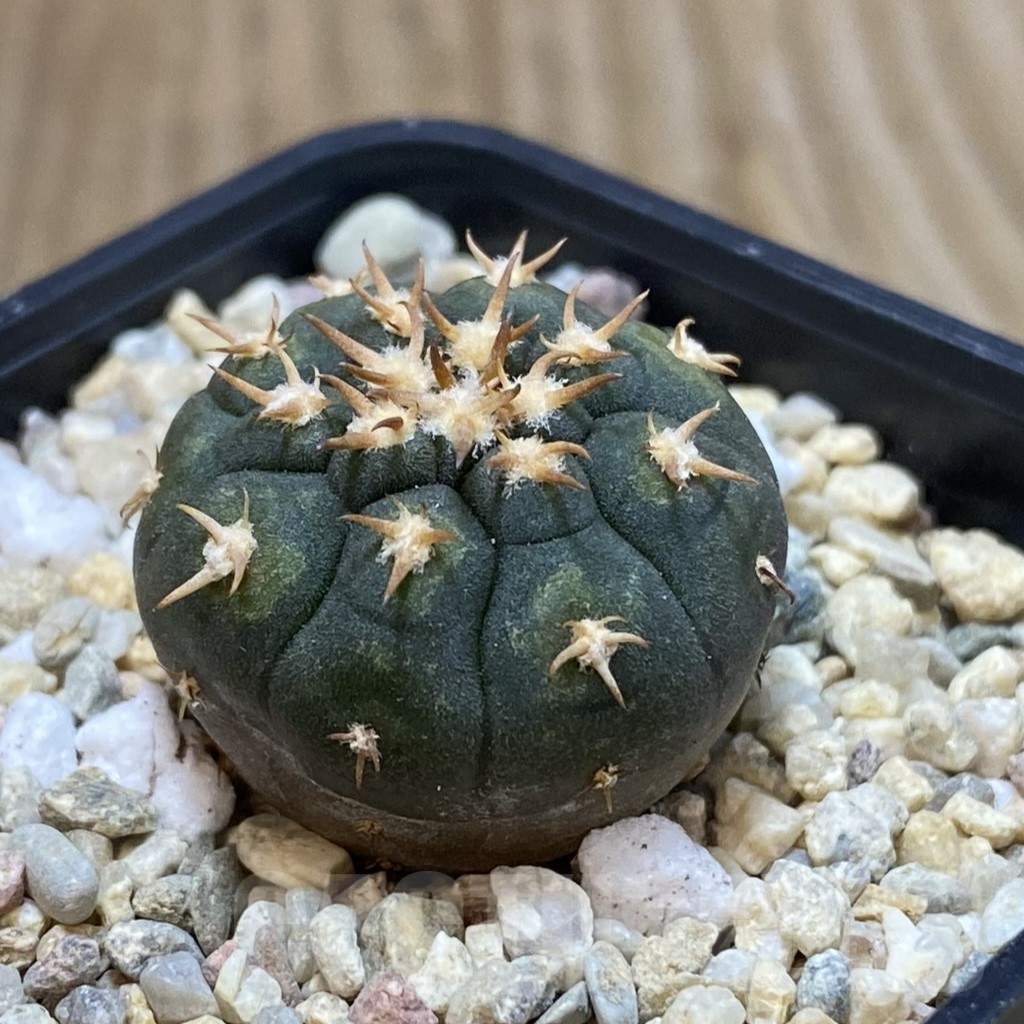 SHPR42511 Gymnocalycium spegazzinii v. unguispinum SL 443 - immagine 2