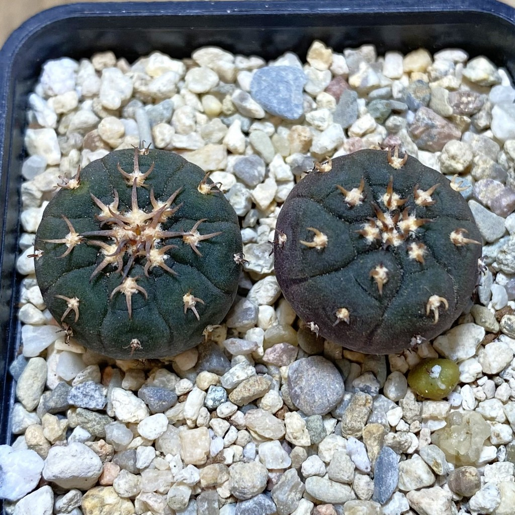 SHPR42512 Gymnocalycium spegazzinii v. unguispinum SL 443, 2 plants