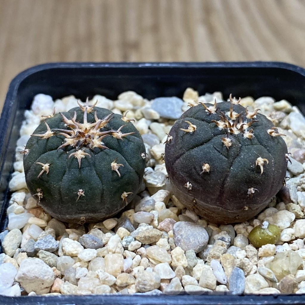 SHPR42512 Gymnocalycium spegazzinii v. unguispinum SL 443, 2 plants - immagine 2
