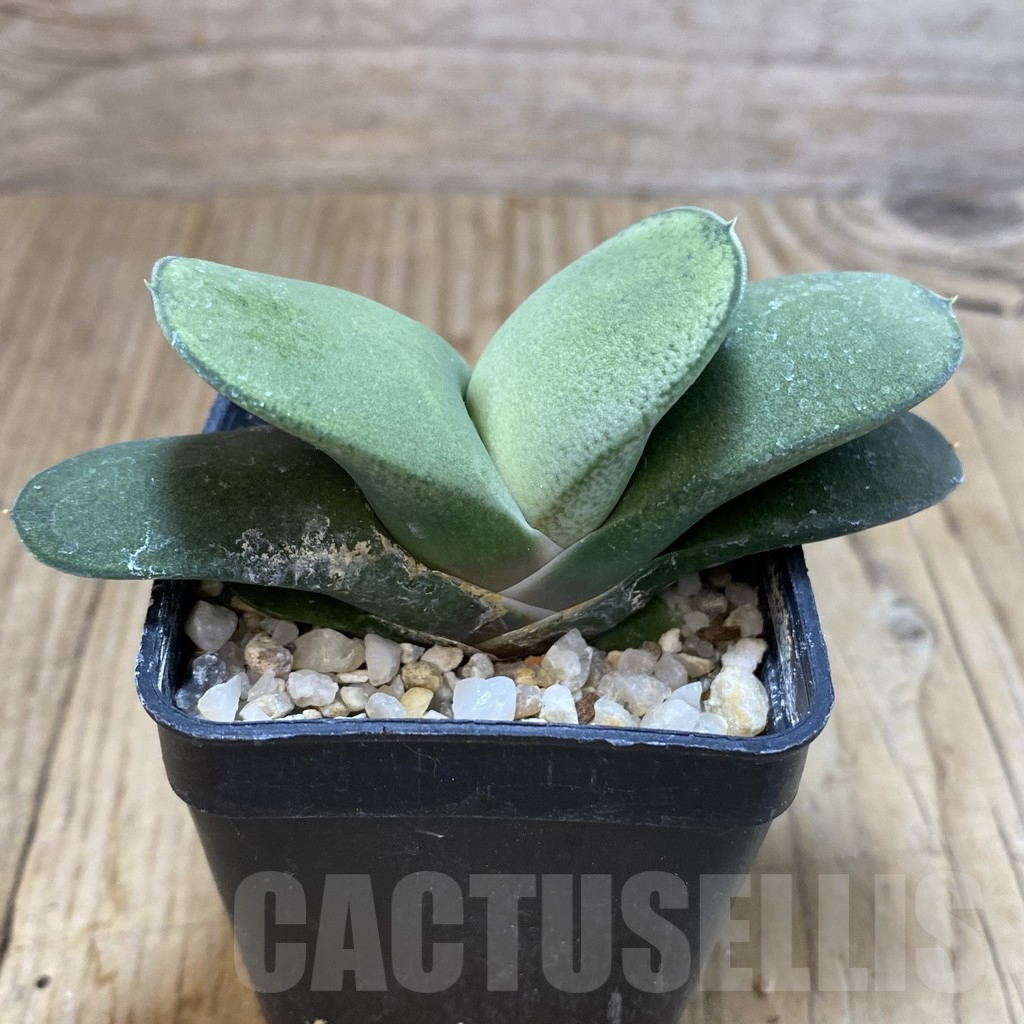 SHPR42473 Gasteria glomerata -Japan- - Image 2