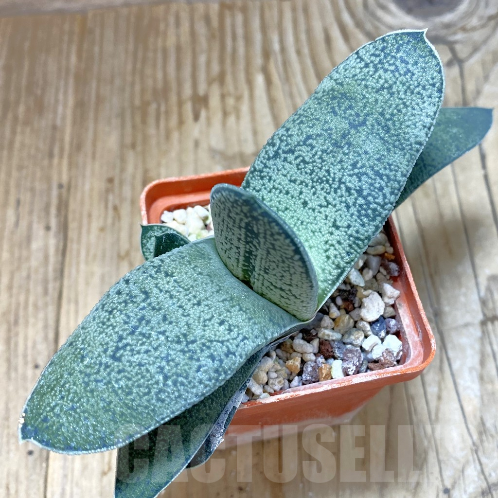 SHPR42474 Gasteria ‘Little Warty’ hybrid