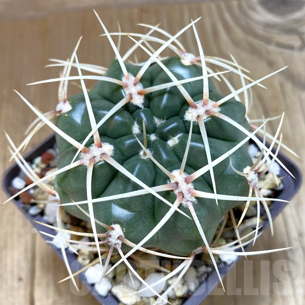 SHPR42522 Gymnocalycium monvillei, hard spines