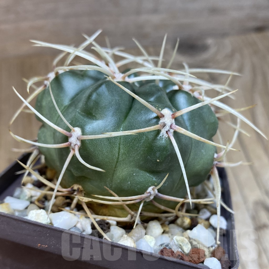 SHPR42522 Gymnocalycium monvillei, hard spines - Зображення 2