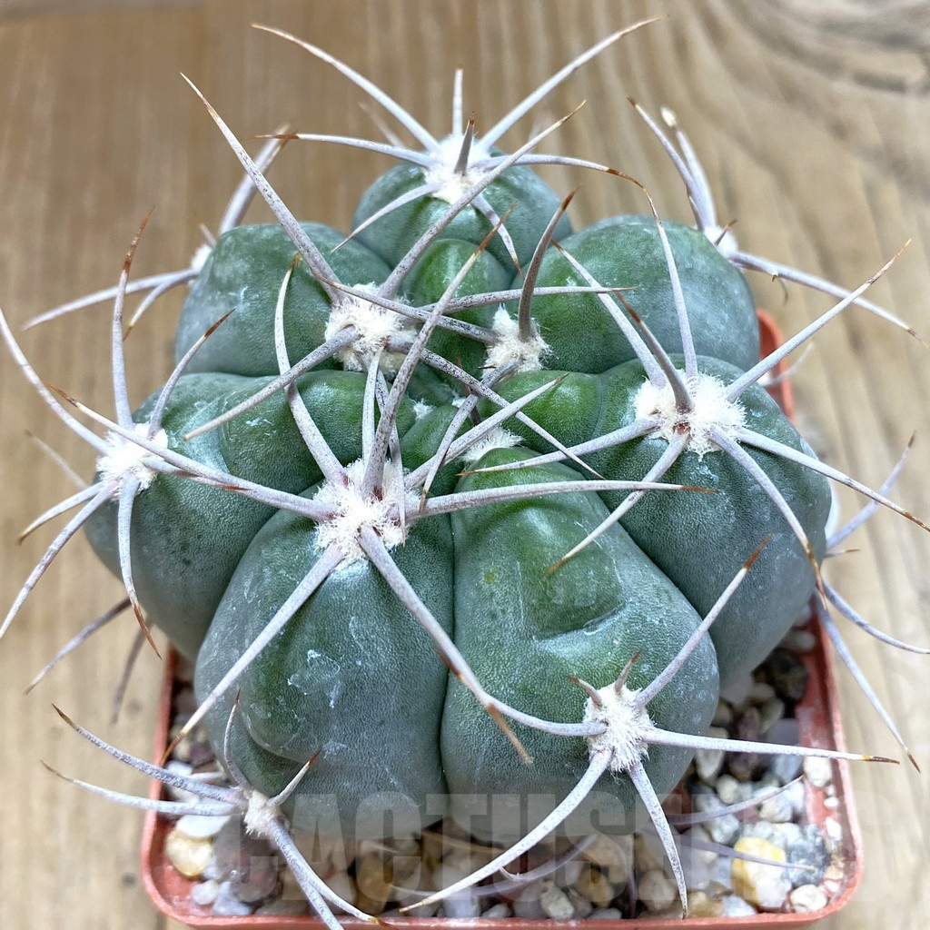 SHPR42523 Gymnocalycium mostii v. miradorense