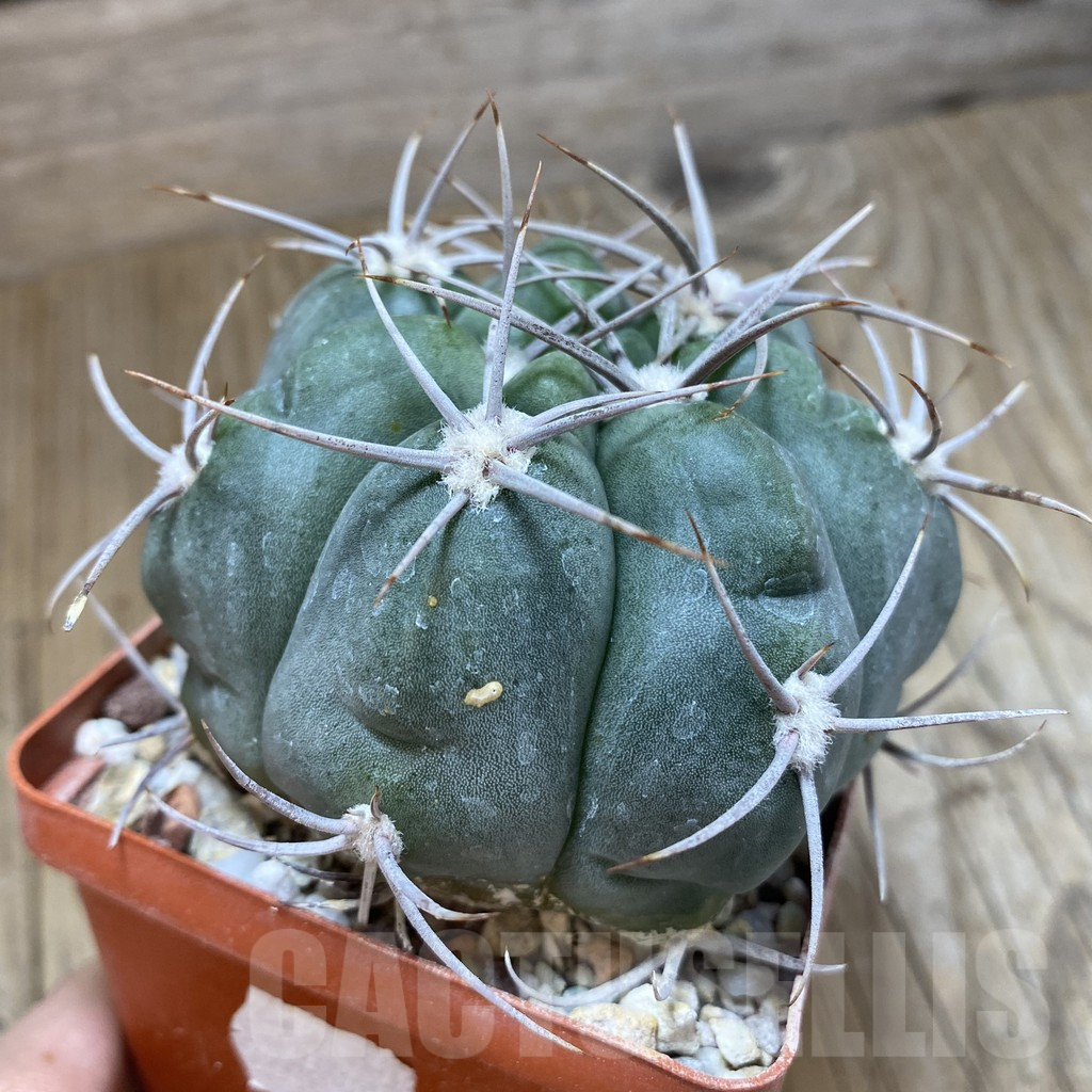 SHPR42523 Gymnocalycium mostii v. miradorense - Зображення 2