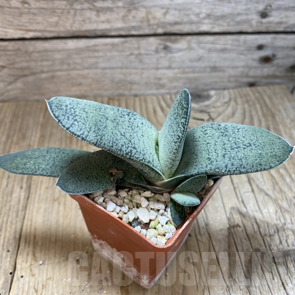SHPR42474 Gasteria ‘Little Warty’ hybrid - Image 2