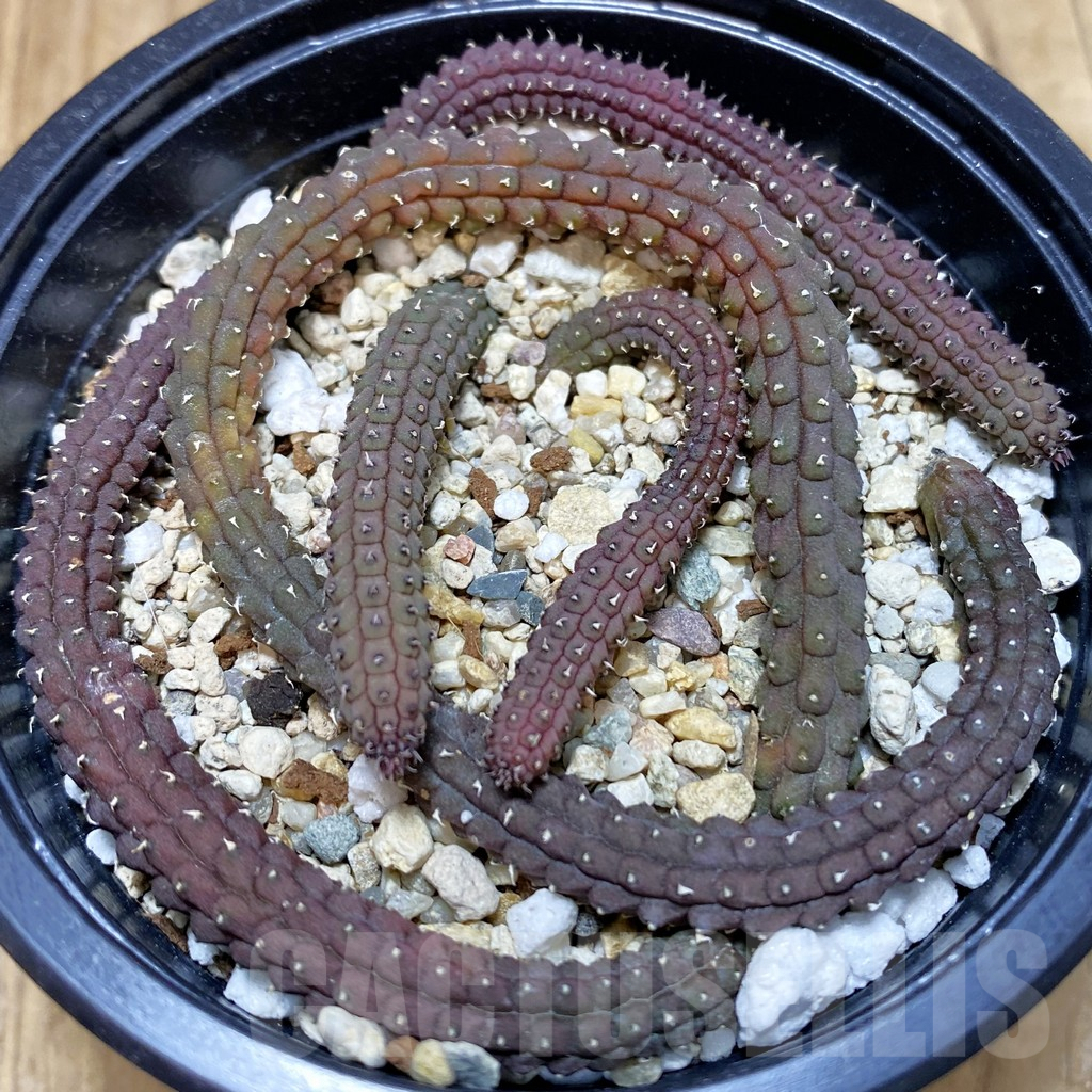 SHPR42470 Echidnopsis oviflora