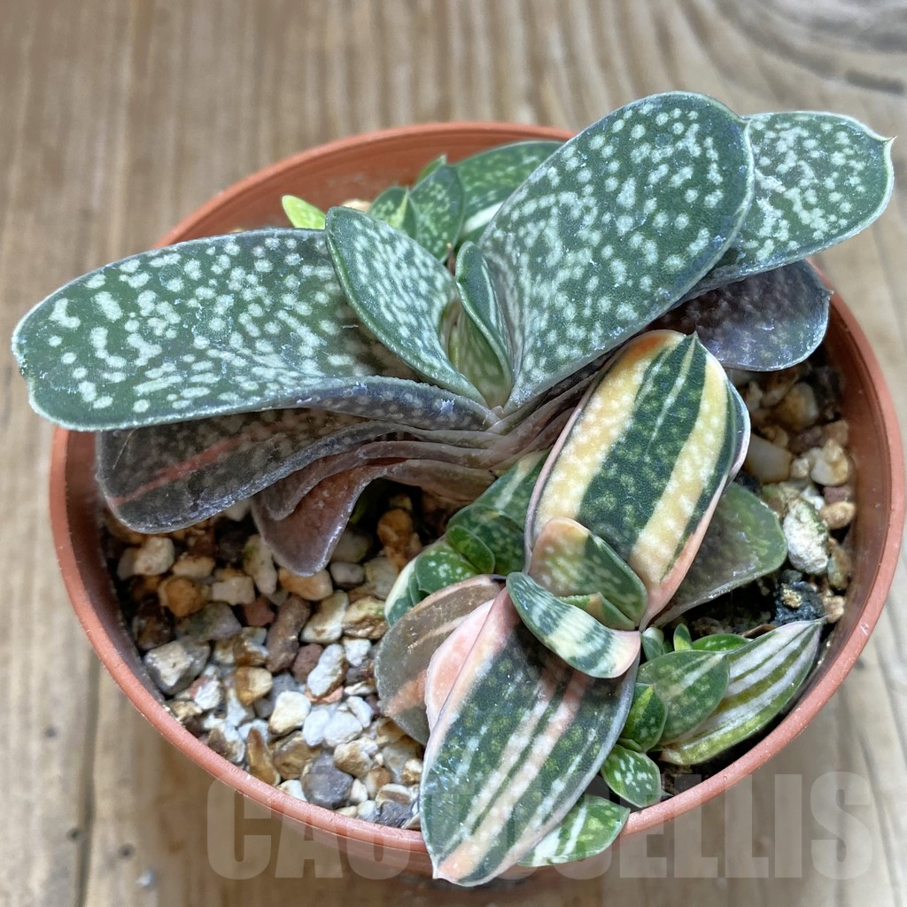 SHPR42475 Gasteria gracilis f. variegata