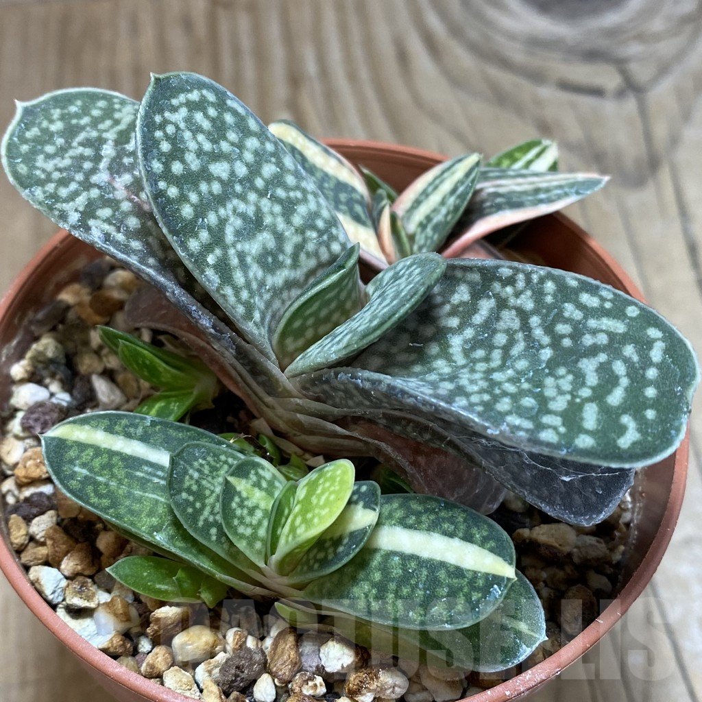 SHPR42475 Gasteria gracilis f. variegata - Image 2