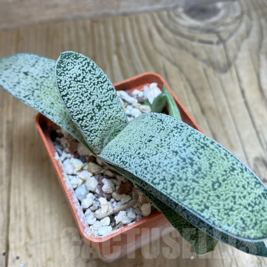 SHPR42477 Gasteria glauca SH