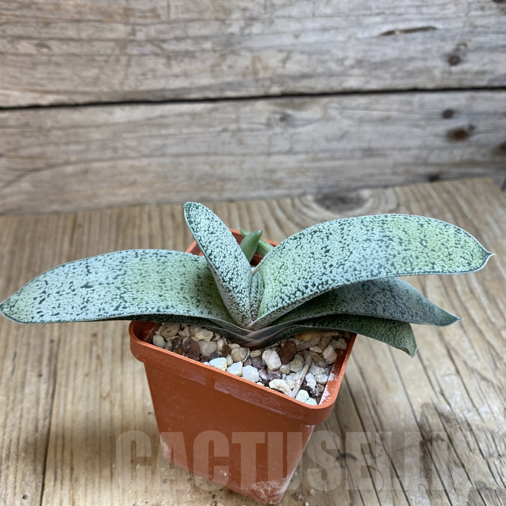 SHPR42477 Gasteria glauca SH - Image 2