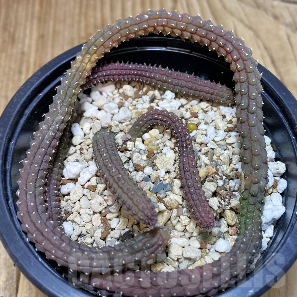 SHPR42470 Echidnopsis oviflora – Bild 2