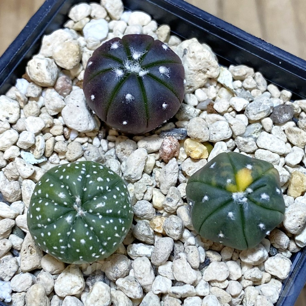 SHPR42479 Astrophytum asterias mix, 3 plants