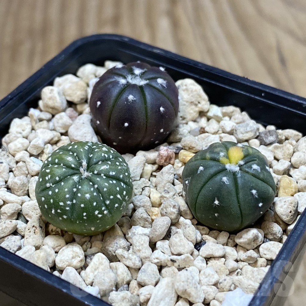 SHPR42479 Astrophytum asterias mix, 3 plants - Image 2